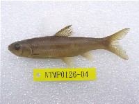 藏品(臺灣鏟頜魚)的圖片